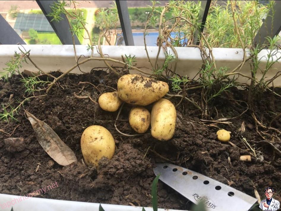 Hướng dẫn bạn cách trồng khoai tây cực dễ từ củ mọc mầm - Ảnh 2.