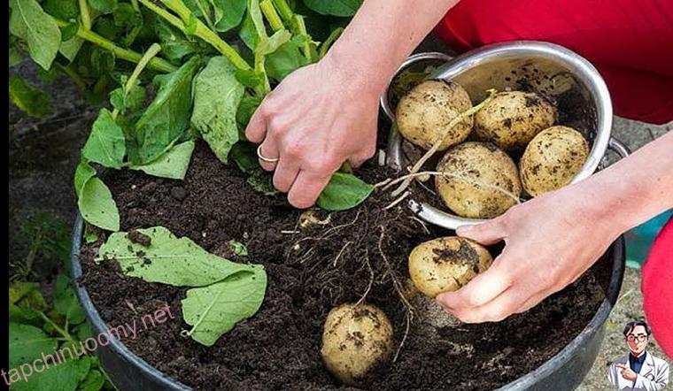 Hướng dẫn bạn cách trồng khoai tây cực dễ từ củ mọc mầm - Ảnh 4.