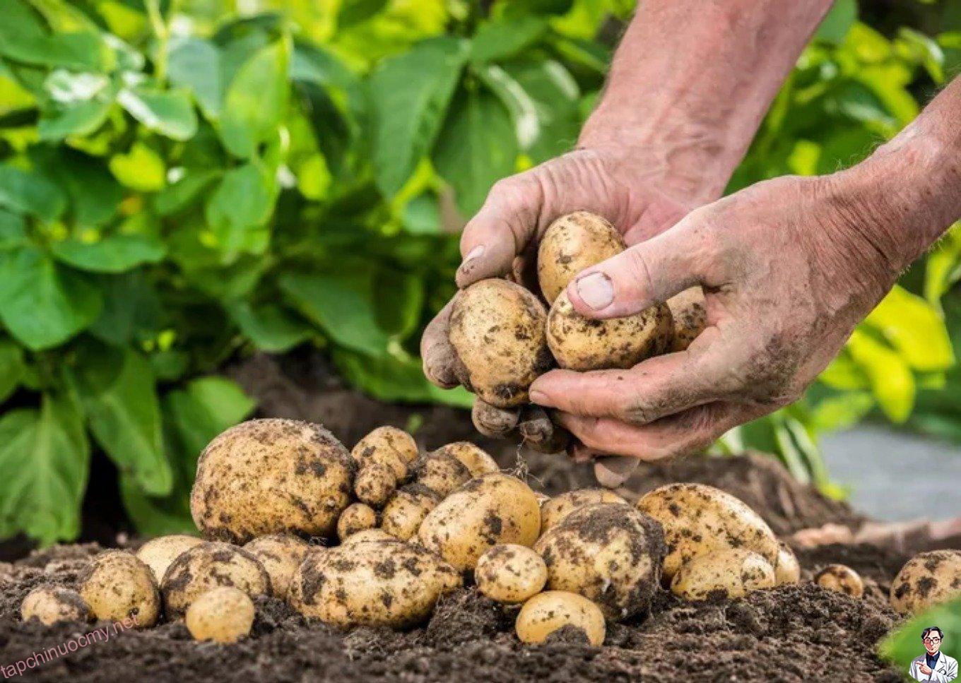 Hướng dẫn bạn cách trồng khoai tây cực dễ từ củ mọc mầm - Ảnh 5.