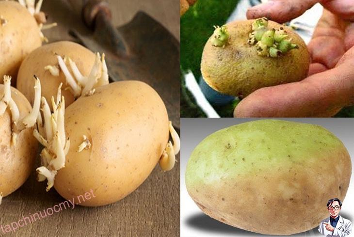 Hướng dẫn bạn cách trồng khoai tây cực dễ từ củ mọc mầm - Ảnh 1.