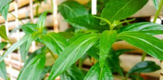 Cây xương khỉ: Tác dụng, cách dùng, liều dùng