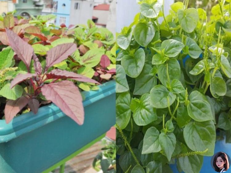 3 loại rau “trường thọ” cả thế giới săn lùng, Việt Nam mọc đầy vườn nhưng ít người hái