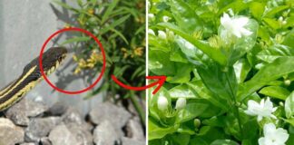 4 loài cây rắn mê như điếu đổ, muốn an toàn nhổ bỏ ngay lập tức: Nhất loại thứ 2 nên tránh xa
