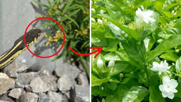 5-loai-cay-dan-du-ran-vao-nha-phai-nho-bo-ngay-so-1-rat-nhieu-nha-yeu-thich-trong-215209