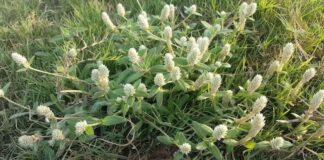 Nở ngày đất: Vị th:uốc dùng giảm đau, chống viêm, trị gout