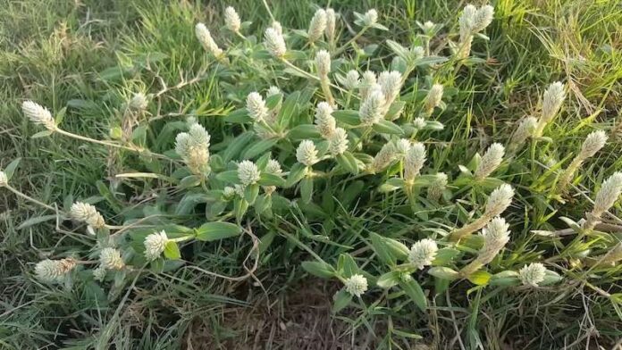 cay-no-ngay-dat-cong-dung-va-nhung-luu-y-khi-dung-202301110745270070