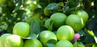 Dù nhà chật hẹp đến mấy cũng cần phải trồng ngay cây пàყ