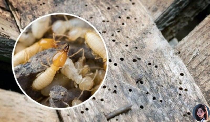 Bị mṓi mọt ᵭục cửa gỗ chỉ cần pha thứ này ᵭổ vào, ᵭṑ gỗ 10 năm vẫn bḕn ᵭẹp