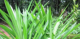 Cây lá dứa (cơm nếp) có tác dụng gì với sức khỏe?