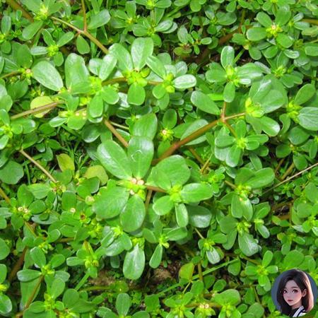Mua Hạt giống Rau Sam 1gr ở đâu? - 9.000đ - Mua Hạt Giống F1