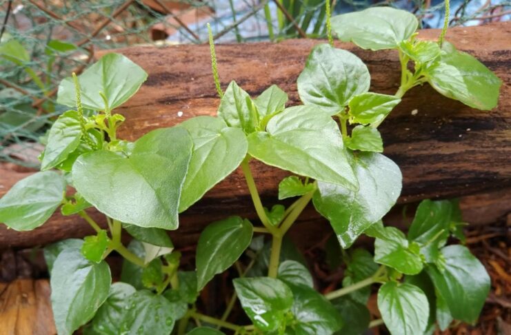 Bất ngờ trước 8 công dụng tuyệt vời của rau càng cua đối với sức khỏe