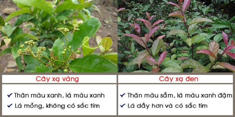 Cách phân biệt xạ đen thật và giả