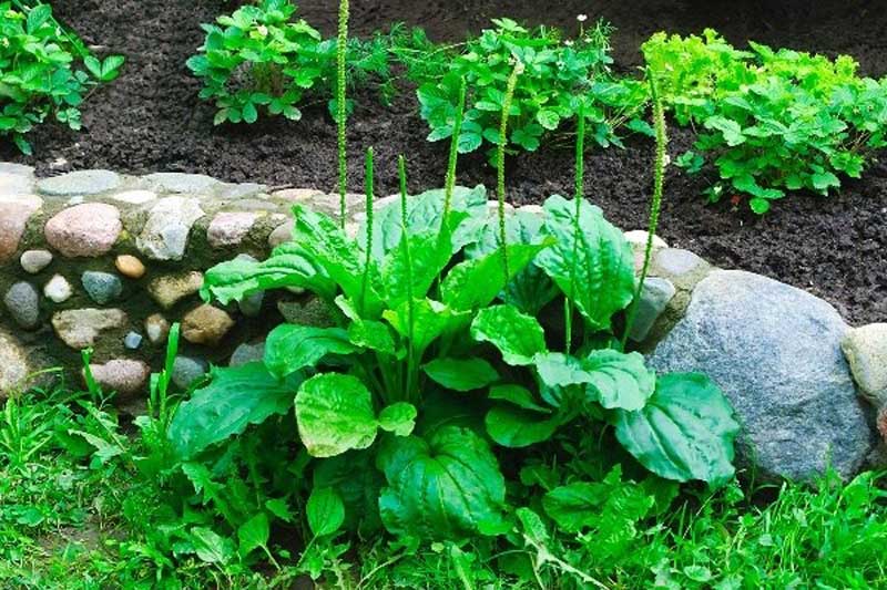 Cây mã đề có rất nhiều lợi ích đối với sức khỏe