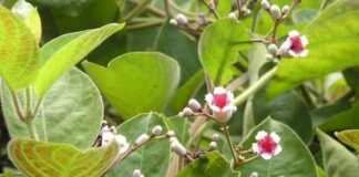 Tác dụng của lá mơ lông với sức khoẻ ít người biết