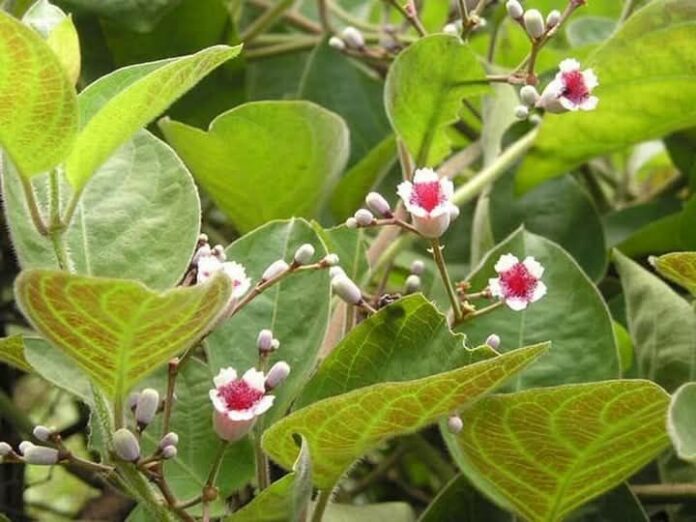 489018707_1651559568812619_5541545315825986171_n