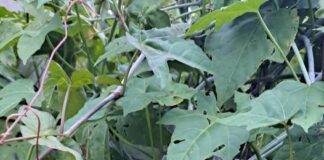 Cây chìa vôi và những tác dụng đối với sức khỏe