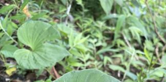 Cây 1 lá: Dược liệu quý hiếm cho hệ hô hấp