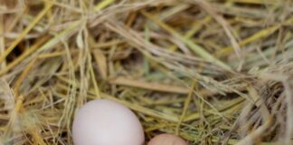 3 thứ ”không đội trời chung” với trứng, thèm mấy cũng đừng ăn kẻo hạ-i sức khỏe cả nhà