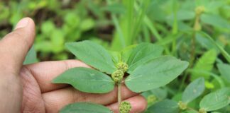 Bất ngờ về những tác dụng của cây cỏ sữa lá to đối với sức khỏe