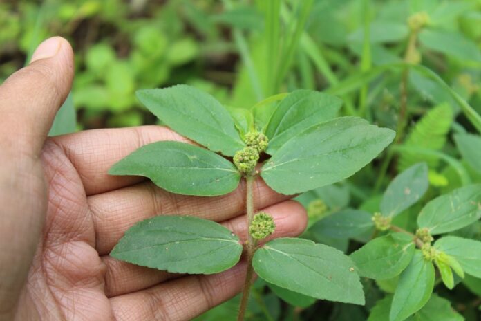 bat_ngo_ve_nhung_tac_dung_cua_cay_co_sua_la_to_d9f34ef404