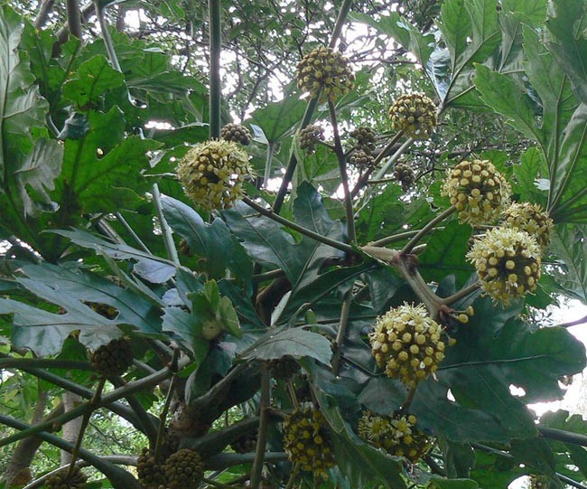 Cách trồng