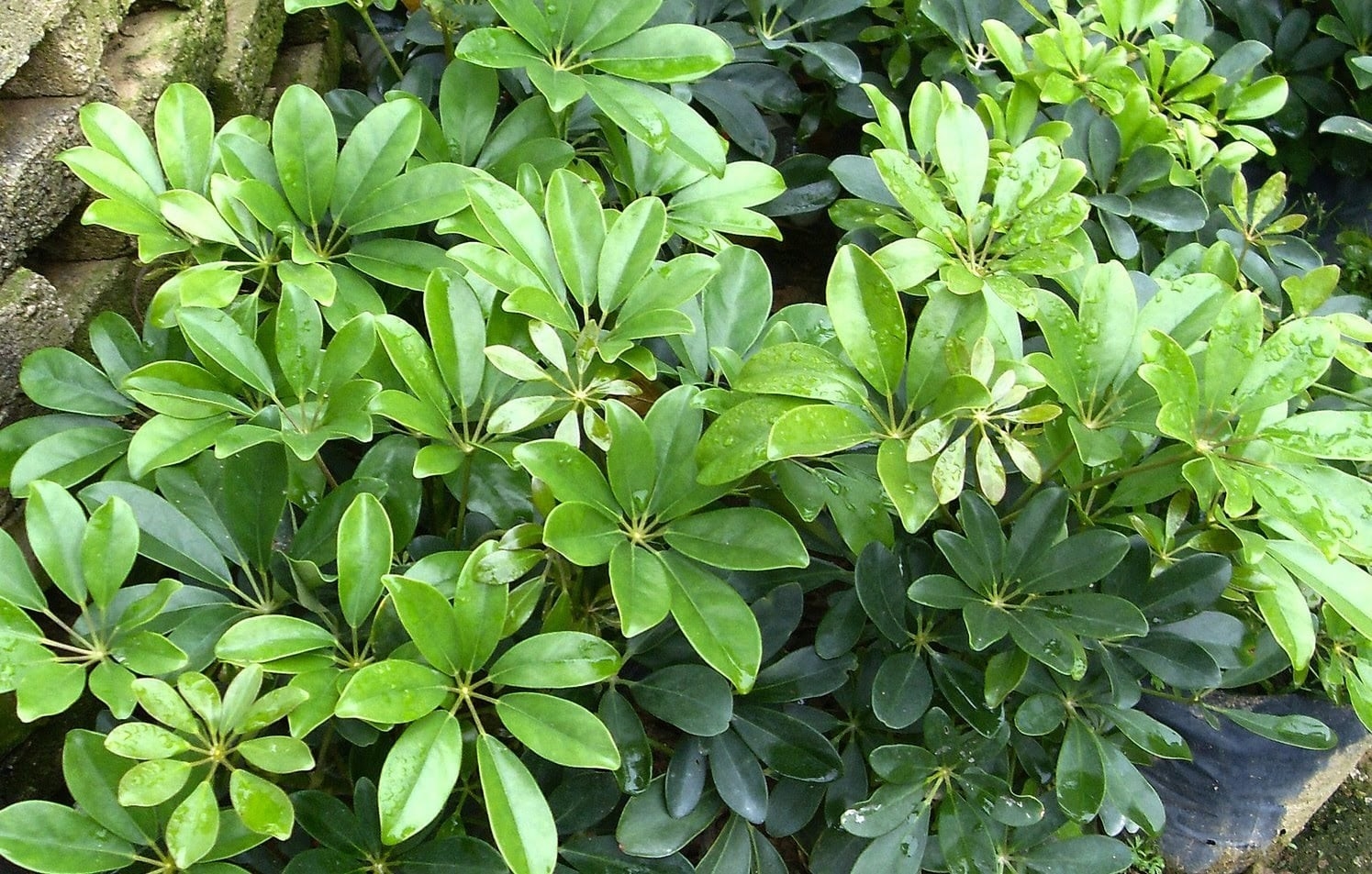 Các bộ phận của cây ngũ gia bì như vỏ thân, rễ và lá đều được dùng để chữa bệnh. Ảnh minh họa