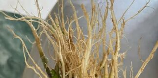 Cách trồng rau mùi đơn giản không cần đất, sau 10 ngày thu hoạch mỏi tay