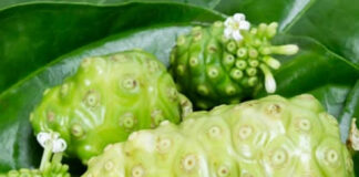 Đặc điểm, cách sử dụng và công dụng điều trị b:ệnh của trái nhàu