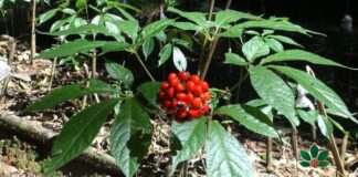 Loài cây quý hiếm, đ:ắt đỏ bậc nhất thế giới, chỉ có duy nhất ở Việt Nam