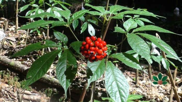 loai-cay-quy-hiem-dat-do-bac-nhat-the-gioi-chi-duy-nhat-viet-nam-so-huu3-17302119798541115035557-1730443813888-17304438140641971852489