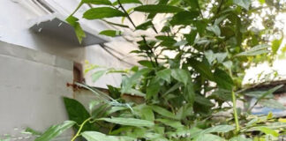 Công dụng và cách dùng cây xạ đen tốt cho sức khỏe