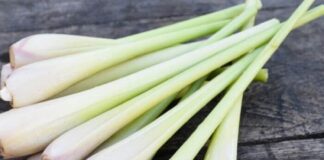 Bất ngờ trước 9 lợi ích từ cây sả đối với sức khỏe!