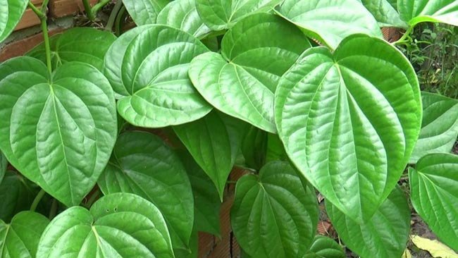 32 tác dụng tuyệt vời của lá trầu không ít người biết đến - 1