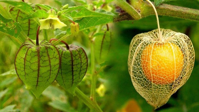 Tấm bóp là một loại cây thảo dược nhiệt đới