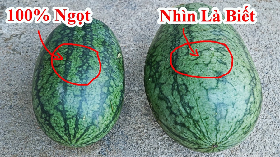 Kiểm tra phần tiếp đất của dưa hấu 