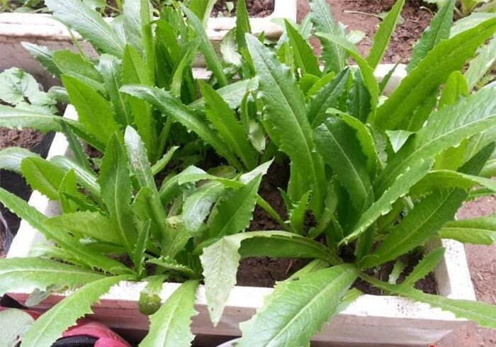 Loại rau bình dân ăn vào bổ mắt, chắc xương lại trồng rất đơn giản, gieo đâu cũng sống được - Ảnh 1.