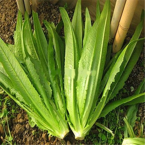 Loại rau bình dân ăn vào bổ mắt, chắc xương lại trồng rất đơn giản, gieo đâu cũng sống được - Ảnh 2.