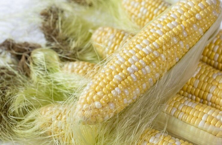 Ăn bắp luộc có tốt không? Có nên ăn bắp luộc mỗi ngày hay không?