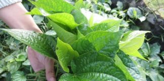 Không trồng cây này trong nhà dù vì lý do gì chắc chắn bạn cũng sẽ hối hận