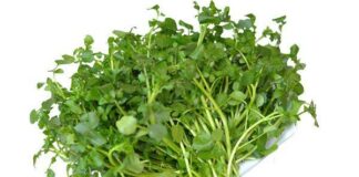 Cả thế giới mở tiệc ăn mừng vì mới phát hiện ra loại rau có khả năng chống un g th ư gấp trăm lần thuốc đặc trị , Ở Việt Nam mọc đầy ra