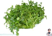 Cả thế giới mở tiệc ăn mừng vì mới phát hiện ra loại rau có khả năng chống un g th ư gấp trăm lần thuốc đặc trị , Ở Việt Nam mọc đầy ra