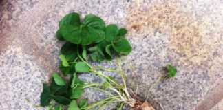 Ăn 1 nắm rau này bổ hơn uống nhân sâm, ở quê mọc um tùm mà ít ai để ý