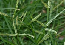 Tác dụng của cỏ mần trầu trong Y học cổ truyền