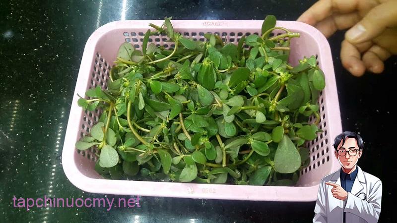 Rau mã xỉ thái rất tốt cho người bị tiểu đường type 2
