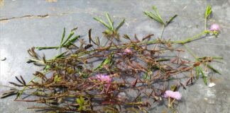 Cây xấu hổ: công dụng và bài thuốc chữa bệnh được dân gian tin dùng