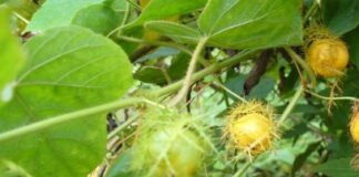 Tác dụng của cây lạc tiên không phải ai cũng biết