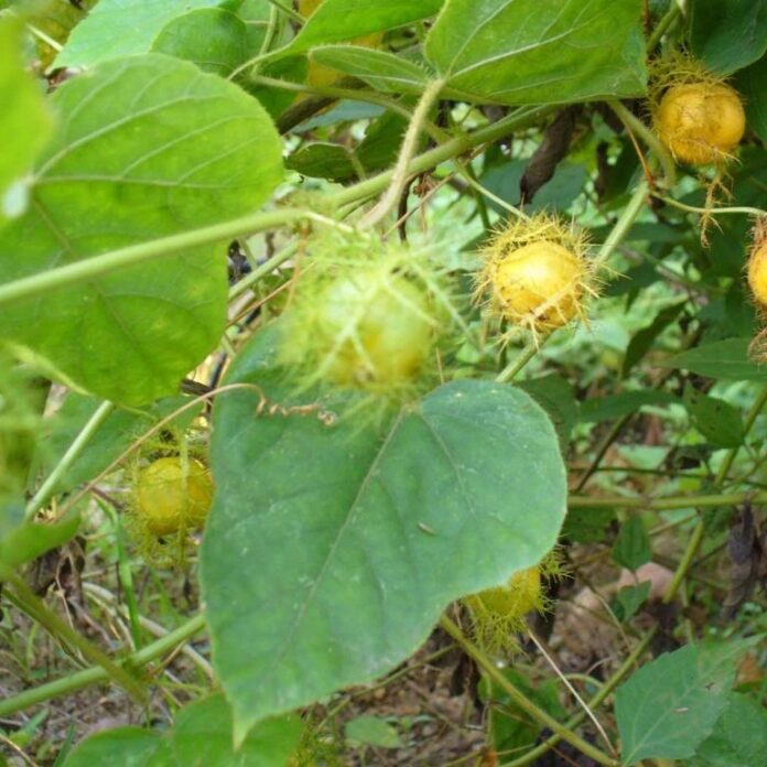 476231360_122216834960233392_639