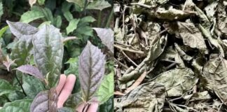 Uống lá xạ đen, lá vối giải độc gan, lại bị gan nặng hơn