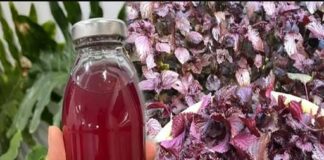 Uống nước lá tía tô có thể giải quyết được 6 vấn đề sau 1 tuần