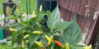 Tác dụng bất ngờ của quả ớt với sức khỏe của con người